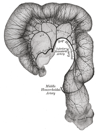 <span class="mw-page-title-main">Inferior mesenteric artery</span>