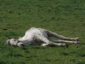 27 février 2008 Chaque fois que vous vandalisez Wikipédia, Dieu tue un cheval gris...