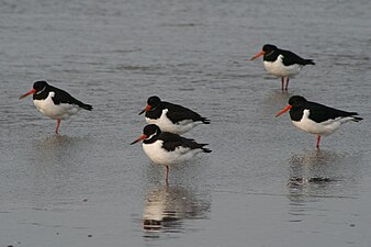 Scholekster in het water