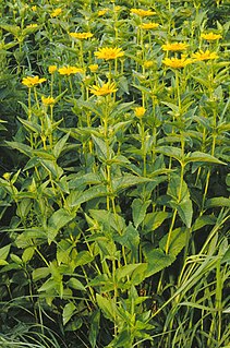 <i>Heliopsis</i> Genus of flowering plants