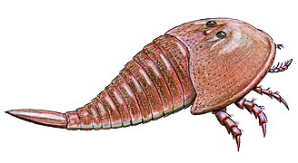 ракоскорпіон Hibbertopterus scouleri (карбон)