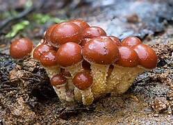 Hypholoma sublatericium