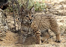 Iberian lynx cub Iberian Lynx cub 07.jpg