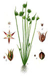 Juncus capitatus Sturm9.jpg