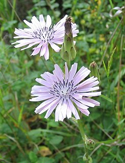 <i>Lactuca</i> genus of plants