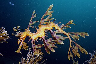 <span class="mw-page-title-main">Leafy seadragon</span> Species of fish