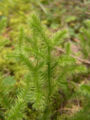 Gewöhnlicher Keulen-Bärlapp (Lycopodium clavatum ssp. clavatum)