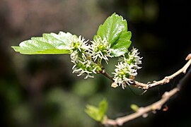 Fleurs de mûrier blanc