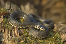 Buya significa "cobra".