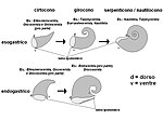 Avvolgimento endogastrico ed esogastrico[N 3]