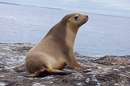 Australische zeeleeuw