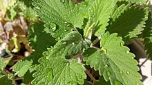 Harilik naistenõges (Nepeta cataria L.)