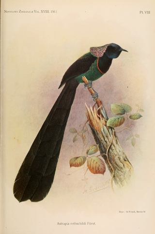 <span class="mw-page-title-main">Huon astrapia</span> Species of bird