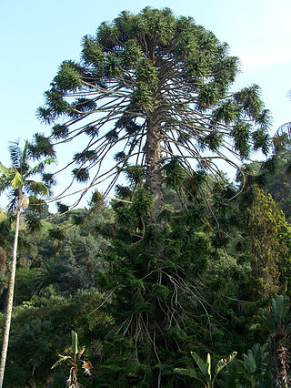 <i>Araucaria bidwillii</i> Species of tree in the family Araucariaceae