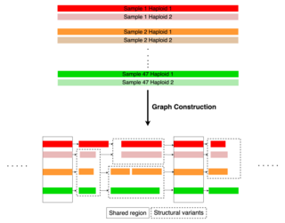 <span class="mw-page-title-main">Human Pangenome Reference</span>