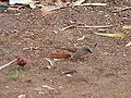 Graukopfsperling Grey-headed Sparrow