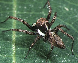 <i>Portia</i> (spider) Genus of spiders