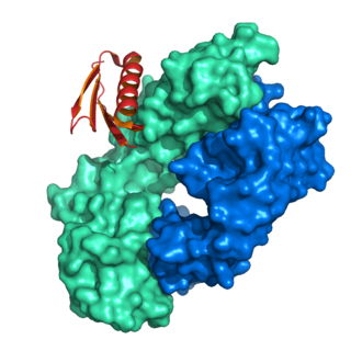 <span class="mw-page-title-main">Protein L</span>