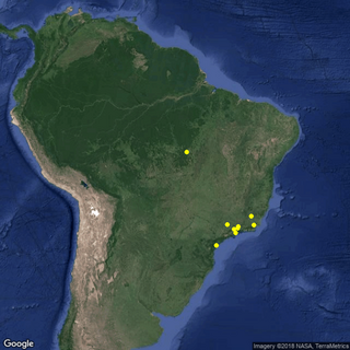 <i>Psittacanthus brasiliensis</i> Species of parasitic flowering plant in the family Loranthaceae