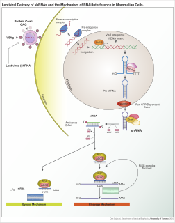 RNA interference Biological process of gene regulation