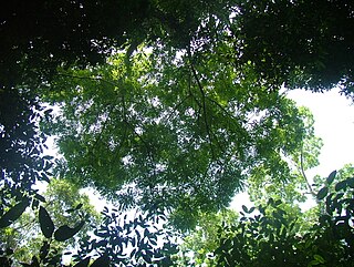 <i>Simarouba amara</i> Species of tree in the family Simaroubaceae