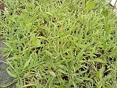 Stachys lavandulifolia