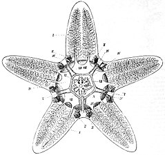 Ambulakrální soustava hvězdice tohoto druhu