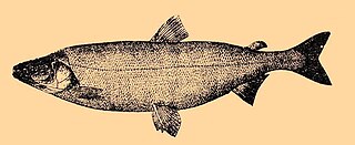 <i>Stenodus leucichthys</i> Species of fish