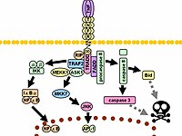 Signaling pathway of TNF-R1. Dashed grey lines represent multiple steps TNF signaling.jpg