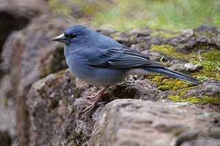 <span class="mw-page-title-main">Tenerife blue chaffinch</span> Species of bird