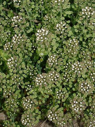 <i>Thlaspi perfoliatum</i> Species of plant