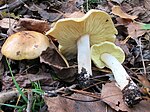 Thumbnail for File:Tricholoma equestre 13086453.jpg