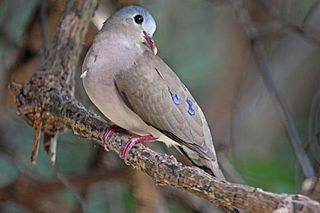 <span class="mw-page-title-main">Blue-spotted wood dove</span> Species of bird