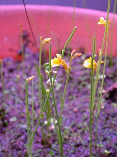 <i>Utricularia sect. Oligocista</i>