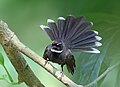 Image 61Fantails are small insectivorous birds of Australasia, Southeast Asia and the Indian subcontinent of the genus Rhipidura in the family Rhipiduridae. The pictured specimen was photographed at Bhawal National Park. Photo Credit: Md shahanshah bappy