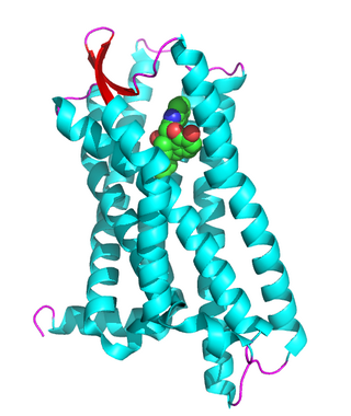 δ-opioid receptor Opioid receptor named for the mouse vas deferens, where it was first characterized