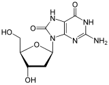 8-Hydroxydeoxyguanosine 8-Oxo-2'-deoxyguanosine.svg