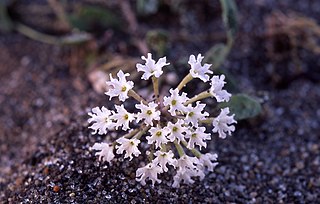 <i>Abronia ammophila</i> Species of plant