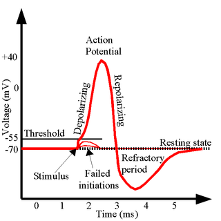 <span class="mw-page-title-main">Repolarization</span> Change in membrane potential