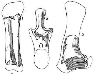 <i>Algoasaurus</i> Extinct genus of dinosaurs