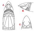 Anatomia da cabeça