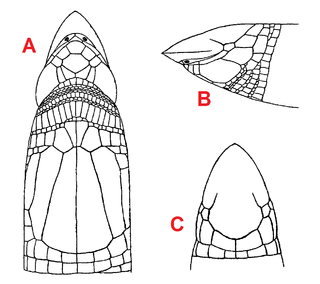 <i>Dalophia</i> Genus of amphisbaenians