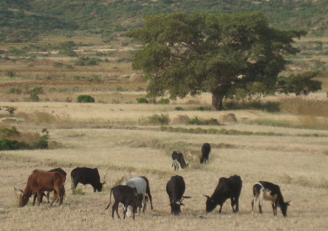 Arado cattle