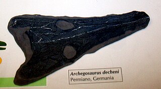 <i>Archegosaurus</i> Extinct genus of amphibians