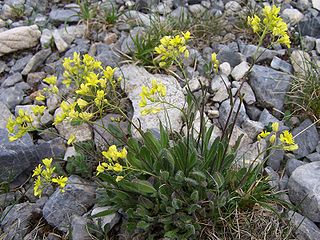 <i>Biscutella</i> Genus of flowering plants