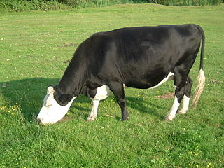 <span class="mw-page-title-main">Black Hereford (crossbreed)</span> Breed of cattle