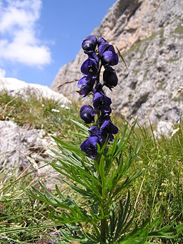 Mėlynoji kurpelė (Aconitum napellus)