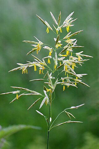 <i>Bromus inermis</i> Species of grass