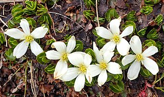 <i>Caltha obtusa</i> Species of flowering plant