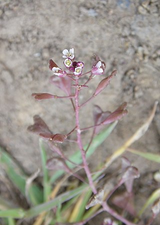 <i>Capsella rubella</i> Species of flowering plant